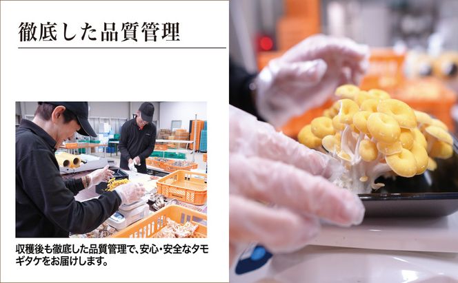 京都府産オーガニック　タモギタケ（6パック入り約720g）