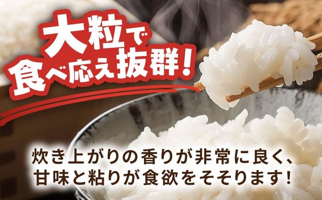 【先行予約/10月より順発送】 【令和7年度産 新米 】 あいちのかおり 白米 10kg お米 ご飯 愛西市 / 戸倉トラクター 【配達不可：離島】 [AECS002]