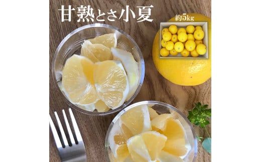 【先行予約】甘熟とさ小夏 約5kg 2S～2L〈2027年4月上旬～2027年5月中旬頃発送〉  / こなつ コナツ 果物 フルーツ 柑橘 かんきつ 宿毛小夏 すくも小夏 日向夏 ニューサマーオレンジ 爽やか 甘酸っぱい 果汁【白木果樹園】 [BQAI032]