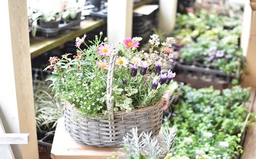 【10月頃から発送・お手軽ガーデニング】季節の寄せ植え（風の丘ガーデン） ギフト寄せ植え 贈答用寄せ植え 母の日 誕生日 記念