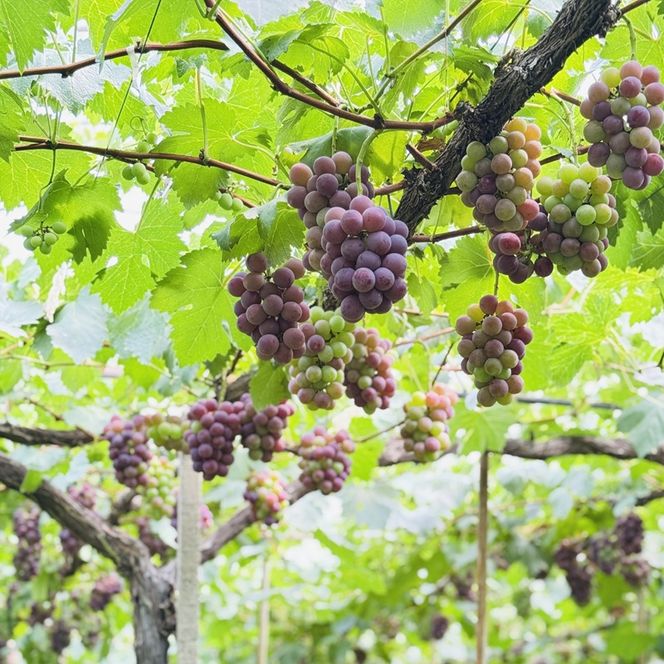 ぶどう 2026年 先行予約 農家こだわりの シャイン マスカット ＆ オーロラブラック 2房 合計約1.0kg ご家庭用クラス 葡萄 岡山県産 国産 フルーツ 果物 ギフト 【 Nini farm 農家 直送 】