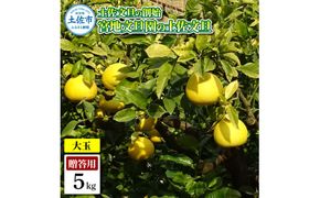【先行予約】土佐文旦の創始 宮地文旦園の土佐文旦 贈答用3L 大玉 約5キロ 7～9個入り 5kg〈2027年3月上旬～4月下旬〉 ぶんたん ブンタン フルーツ 柑橘 みかん 果物 くだもの 柑橘類 デザート プレゼント ギフト 高知県 土佐市【宮地文旦園】[BQBP003]