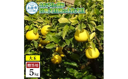 【先行予約】土佐文旦の創始 宮地文旦園の土佐文旦 贈答用3L 大玉 約5キロ 7～9個入り 5kg〈2027年3月上旬～4月下旬〉 ぶんたん ブンタン フルーツ 柑橘 みかん 果物 くだもの 柑橘類 デザート プレゼント ギフト 高知県 土佐市【宮地文旦園】[BQBP003]