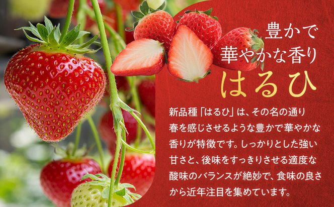 こだわり栽培 いちご 【食べ比べ】 約1kg はるひ＆おいCベリー（各2パック）【2026年1月～2026年4月末までお届け】 232238_DS008