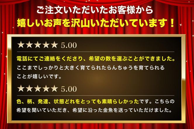 金魚の王様【らんちゅう】（鑑賞・練習用） 生き物 