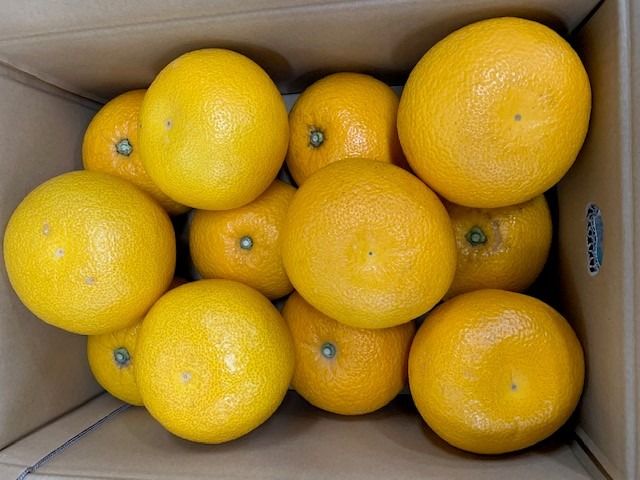 はっさく 赤秀品 約5kg（3L・2L/サイズ指定不可） CC28