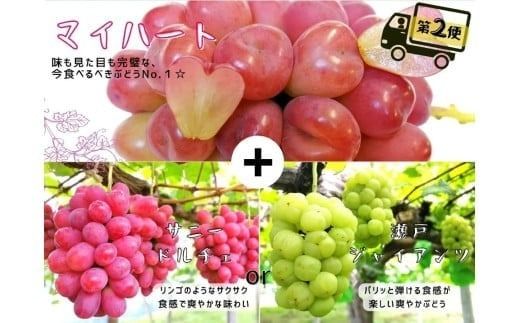 【産地直送】※2026年の予約です！※ 岡山シャインマスカット＆マイハート入り！新鮮ぶどう定期便 ２.４ｋｇ(４～６房)　２回に分けてお届け！ / ぶどう ブドウ 葡萄 シャインマスカット マイハート ピオーネ サニードルチェ 瀬戸ジャイアンツ 贈答 果物 フルーツ 新鮮 人気 数量限定 ぶどう専門 林ファミリー【hfbd-tkb005-02】