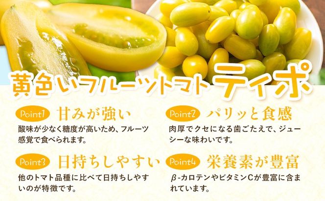 黄色いフルーツトマト「ティポ」＆カラフルトマトMIX　計1.8kg（1箱）《10月中旬～5月末頃出荷》 ジャム さっぱり 黄色いトマト カラフル 詰め合わせ 食べくらべ 個性豊か---yuki_fab_2_1800g---