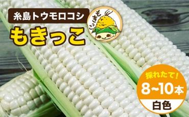 【 先行予約：2024年7月以降順次発送 】 糸島 トウモロコシ 『もきっこ』 白 （ 8～10本 ） 《糸島》 【内田農業】 [AZH002]