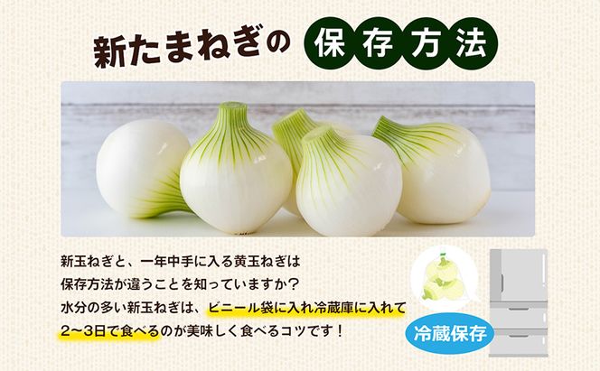 香川県産　新たまねぎ　約10kg
