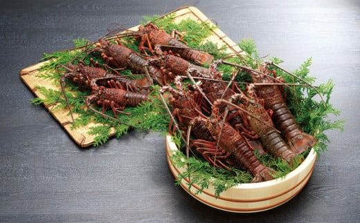 天然 伊勢えび（活）3～10尾 1.95～2.05kg【2025年10月中旬頃から2026年3月末までに順次発送（1月は漁不可）】 / 伊勢えび 伊勢海老 海老 海鮮 天然 えび 【enk004】