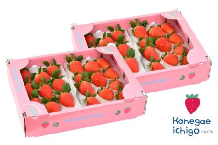 【R8年1月より発送 農家直送】【農家直送】さがほのか220g×4パック【いちご 苺 イチゴ 果物 フルーツ スイーツ デザート ふるさと納税】(H117102)