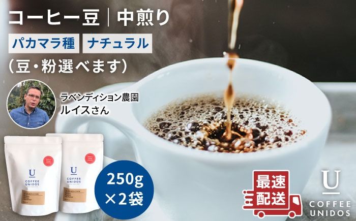 中煎り コーヒー 豆 250g × 2袋 ( 豆 ・ 粉 選べます ) ニカラグア産 ラベンディション農園 マラカツーラ種 ナチュラル [糸島] [COFFEE UNIDOS] 