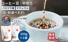 【年内発送】中煎り コーヒー 豆 250g × 2袋 （ 豆 ・ 粉 選べます ） ニカラグア産 ラベンディション農園 マラカツーラ種 ナチュラル 《糸島》 【COFFEE UNIDOS】 [AQF001] 珈琲 カフェ コーヒー粉