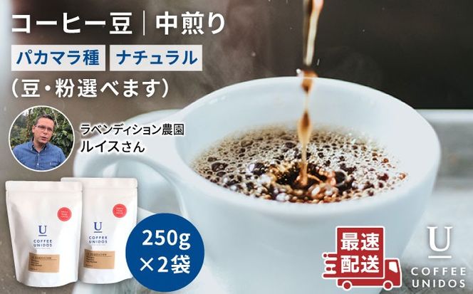 【年内発送】中煎り コーヒー 豆 250g × 2袋 （ 豆 ・ 粉 選べます ） ニカラグア産 ラベンディション農園 マラカツーラ種 ナチュラル 《糸島》 【COFFEE UNIDOS】 [AQF001] 珈琲 カフェ コーヒー粉