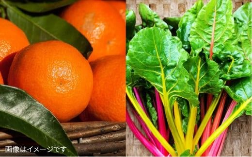  【贈答用】無農薬野菜セット＋果物（8品前後）《糸島》【オーガニックナガミツファーム】 	[AGE022]