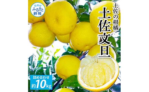 【CF-R7hbk】TKA041　先行予約 土佐の柑橘 土佐文旦 10kg 詰め合わせ 文旦 ぶんたん 10キロ 柑橘 高知県 高知 返礼品 故郷納税 23000円 果物 くだもの フルーツ お取り寄せ 美味しい おいしい ギフト プレゼント 贈答品 贈り物 お歳暮 御歳暮 熨斗 のし 常温