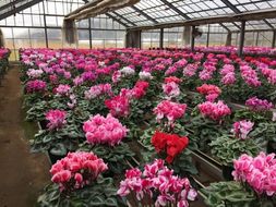 【2026年11月より順次発送】シクラメン(5号鉢) 4鉢セット｜シクラメン 花 季節の花 須貝花園 先行予約 茨城県 行方市(C-4)