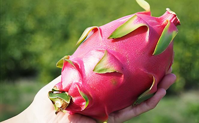 福岡県産 ドラゴンフルーツ ホワイト 2kg (3～7個) 果物 フルーツ ※配送不可:離島