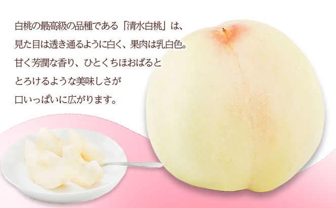 桃 2026年 先行予約 清水 白桃 6玉 （1玉300g以上）化粧箱入り もも モモ 岡山県産 国産 フルーツ 果物 ギフト 最高級 贈答品 贈り物