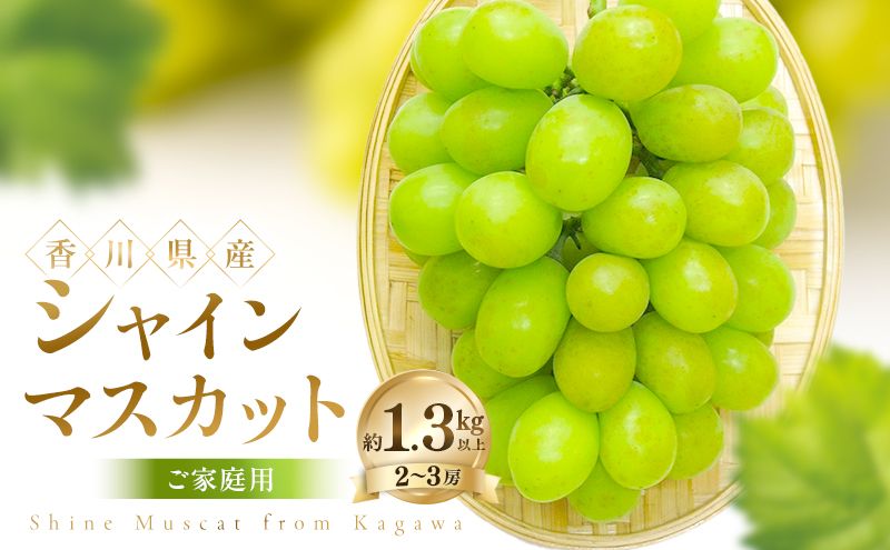 ご家庭用 シャインマスカット 約1.3kg以上(2〜3房) ぶどう ブドウ 葡萄 香川県産 国産 フルーツ 果物