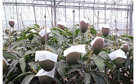 【2025年発送 先行予約】石垣島のマンゴー 2kg 3〜5玉 【沖縄県 石垣市 産地直送 旬 石垣島産 マンゴー 完熟マンゴー】HI-2