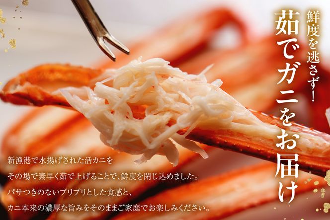 【香住ガニ（ボイル）大 タグ付き 約800g×2枚 冷蔵】【令和8年11月以降発送予定】カニ 甘み 強い かに カニ 蟹 香住がに 紅ずわいがに ベニズワイガニ 脚 爪 身 ほぐし むき身 かにすき 鍋 大人気 ふるさと納税 おすすめ 兵庫 香美 香住 但馬漁業 遊魚館 03-08