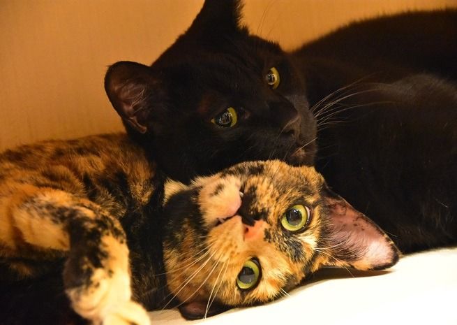 9167.ぽらりす宿泊券　2名1室1泊2食付き バリアフリールーム