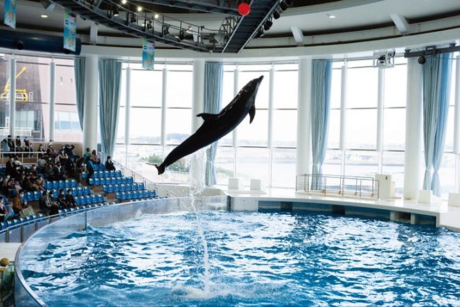 アクアワールド茨城県大洗水族館 年間パスポート 大人2名 大洗 チケット 券 アクアワールド 水族館