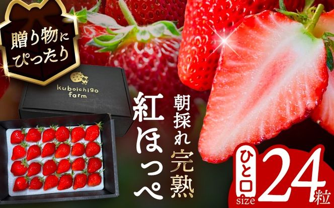 ymszys\z _N12菇^ gق 24  ʕ t[c s / 䕔_ yzBsFkCEEz[AECJ010]