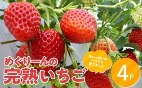 【数量限定】産地直送!！めぐりーんの完熟いちご（章姫） 4パック F4N-2735