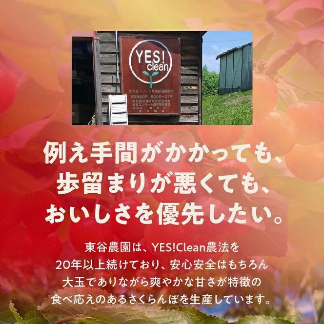 【先行予約：2027年初夏発送】さくらんぼ 毎年大好評！こだわりの東谷農園 余市産 さくらんぼ 1kg_Y037-0347