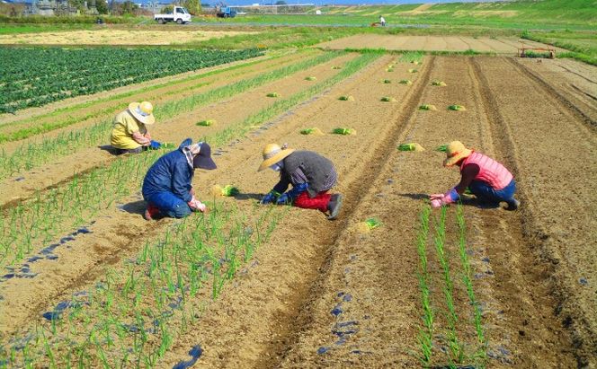 米 10kg 季節野菜 セット 精米 ゆめつくし お米 詰合せ 