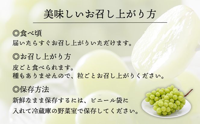 ぶどう 2026年 先行予約 シャイン マスカット 大房 2房 約1.5kg 秀品 ブドウ 葡萄 岡山 赤磐市産 国産 フルーツ 果物 ギフト 果物類 デザート 食後 産地直送 甘い 種なし 皮ごと 大粒 