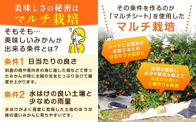 【CF】丹精込めて育てました！マルチみかん「うまか」 1箱 2.2kg 《11月中旬-12月末頃に出荷予定(土日祝除く)》 広畠農園 【配送不可地域あり】(離島) みかん ミカン 蜜柑 早生 柑橘 佐那河内 徳島県 箱入り 化粧箱 S M L フルーツ 果物 くだもの 贈答 進物---sanagouchi_hhn_1_1hk---