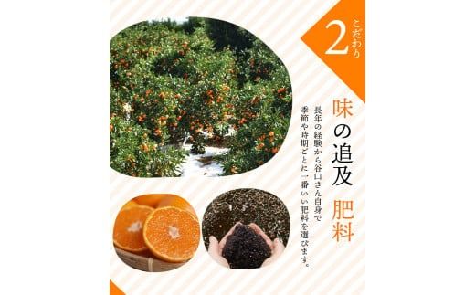 みかん 訳あり品 ご家庭用 たにぐち農園の早生温州みかん(マルチ栽培) 5kg【2025年11月中旬～12月中旬に順次発送】 / わけあり 訳あり ご家庭用 家庭用 不揃い 早生 温州 みかん 蜜柑【mtn007B】
