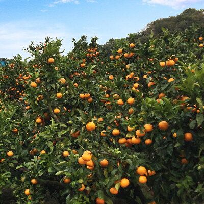 AT6321_【2026年先行予約】ご家庭用　有田みかん 約5kg (S、Mサイズ)【湯浅町】