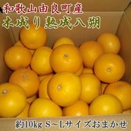 【産直】和歌山由良町産の木成り熟成八朔約10kg（S～Lサイズをお届け）　※2026年3月中旬～2026年4月中旬頃より順次配送予定