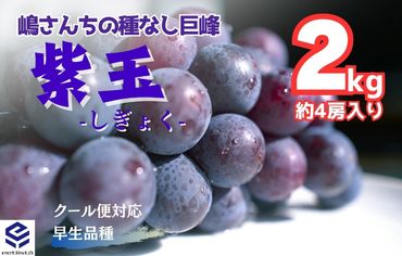 紫玉(しぎょく)　種あり巨峰系品種   2kg ( 約2～4房入 ) 和歌山県産 産地直送 クール便対応   EJ02