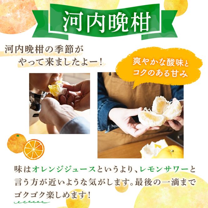 ＜先行予約受付中！2027年3月中旬以降順次発送予定＞訳あり 河内晩柑(2L～3L・16個・約6.4kg) 柑橘 フルーツ 果物 国産 みかん 期間限定 数量限定 【株式会社土曜日】akn069-14