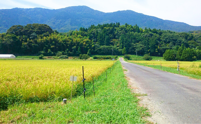 【定期便・全5回】令和7年産 特別栽培米「つやっ娘」 5kg×全5回　宮津産丹後コシヒカリ　発送月固定（4月・5月・6月・7月・8月配送）│新生活 応援 産地 直送 精米 白米 コメ こしひかり 5kg 5回 25kg 京都 天橋立