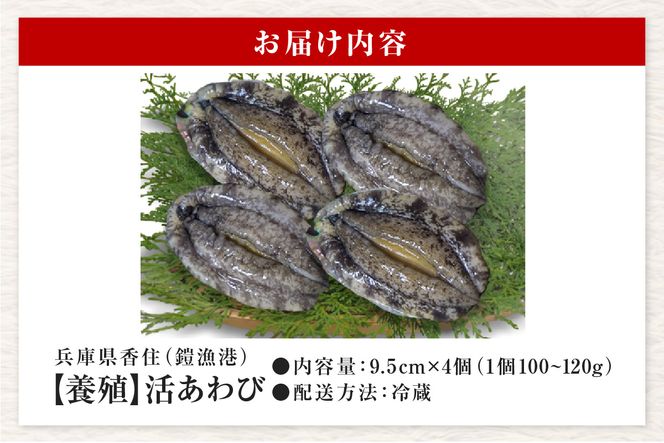 《12/21まで年内発送》【冷蔵 活あわび 養殖 9.5cm×4枚 400g～480g (1個100～120g）】満点青空レストラン うまい！おせち2023に採用されました！アワビ 鮑 活アワビ あわび 海鮮貝 魚介 お刺身 BBQ バター焼き 新鮮 日本海 養殖 昆布 レシピ入り 人気 テレビ 紹介 話題 高級 香美町 香住 山陰 美嶋 20-03 ☆