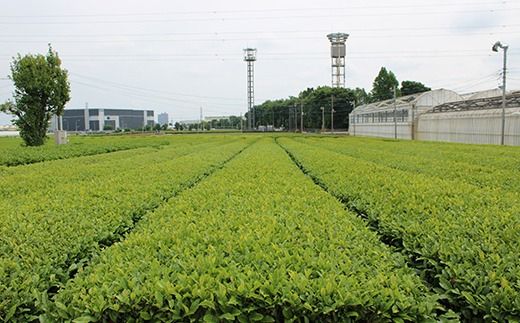 三芳町産狭山茶の詰め合わせ（高級煎茶100ｇ×3本） 銘茶 煎茶 緑茶 お茶 抗酸化作用 カテキン鮮やか 色合い 旨み 渋み 茶匠の技 国産 FAA-106