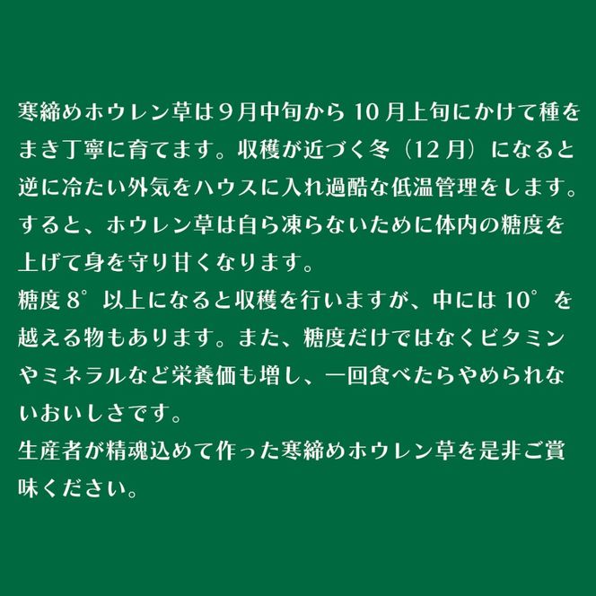 【北海道平取町産】寒締めホウレン草（ちぢみほうれん草）200g×10袋 BRTO003