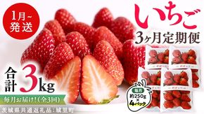 【 定期便 】 合計3kgお届け いちご の3ヶ月連続お届け便 （1回：250g×4パック）×3回 【2026年1月から発送開始】（茨城県共通返礼品：城里町） 果物 フルーツ イチゴ 苺 白いちご 白苺 とちおとめ 白いちご 紅ほっぺ やよいひめ 定期便 [BI346-NT]