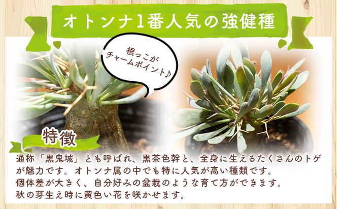 塊根植物 ユーフォルビオイデス オトンナ 塊根植物 植物 黒鬼城 オトンナ属 強健種 インテリア ナチュラル 自然 グリーン 観葉植物 おしゃれ 癒し かわいい 多肉植物  サキュレントフィールド Succulent field 高知県 香南市 常温 cc-0003