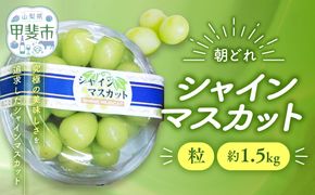 【来年（2026年/令和8年）発送＜先行予約＞】 ご家庭用 訳あり シャインマスカット 粒 1.5㎏ 先行予約 先行 予約 つぶつぶ 山梨県産 産地直送 フルーツ 果物 くだもの ぶどう ブドウ 葡萄 シャイン シャインマスカット 新鮮 人気 おすすめ 国産 贈答 ギフト お取り寄せ 朝どれ 山梨 甲斐市 AV-30