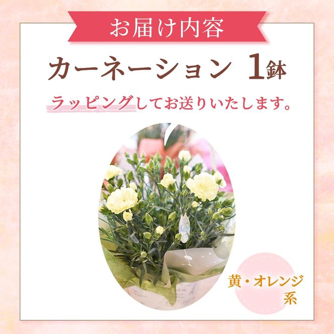 【母の日ギフト・先行予約受付】カーネーション（黄・オレンジ系5号鉢）母の日 カーネーション バスケット ラッピング ギフト仕様 ギフト 宮崎県 小林市