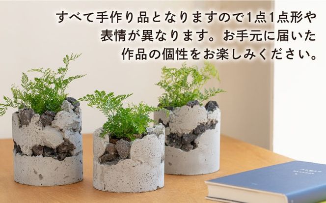 TERAYAMA ZOEN オリジナルコンクリートポット（植物付き） 糸島市 / NIWAMO 鉢 観葉植物[AIO001] 鉢植え プランター インテリア 室内 玄関 観葉植物 植木 鉢 植物 グリーン