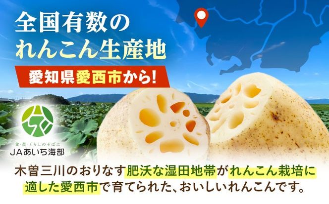 泥付きれんこん 約5kg (常温) 野菜 レンコン 愛西市 / JAあいち海部れんこんセンター 【配送不可地域：北海道・沖縄・離島】[AEDK003]